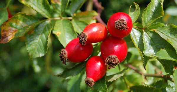 Avantages pour la santé des hanches de rose