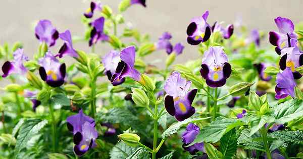 Wie man wächst und für Torenia (Wishbone) Blumen sorgt