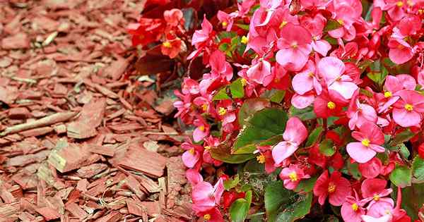 Darle a una belleza a la antigua nueva vida de belleza Grow Begonia