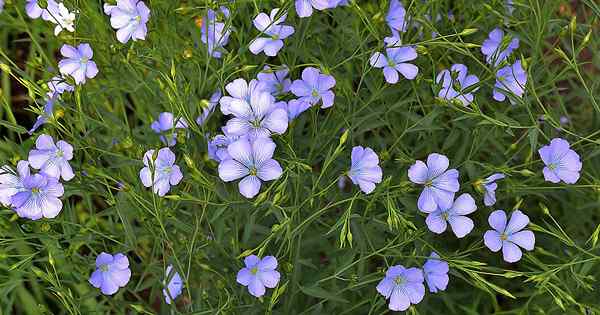 Comment faire pousser du lin pour les fleurs, les graines et l'huile