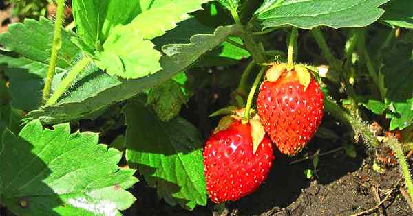Der ultimative Leitfaden für den Anbau von Erdbeeren zu Hause