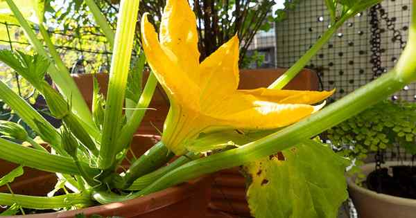 Comment faire pousser des courgettes dans des conteneurs