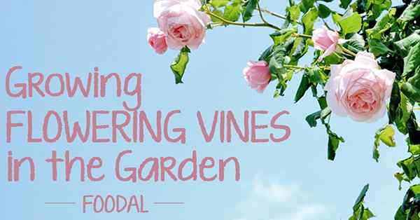 Rosnące winorośle kwitnące w ogrodzie
