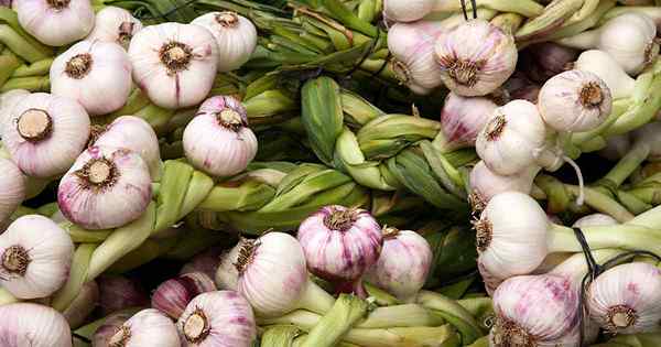 Consejos para cultivar ajo en contenedores