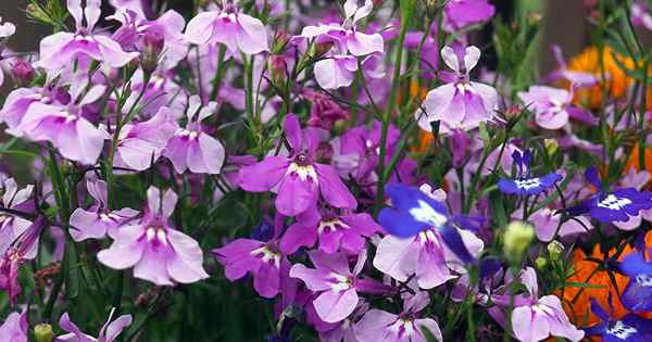 Wie man Gartenlobelia pflanzt und anzieht