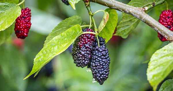 Cultiva tus propios árboles de morera hermosos