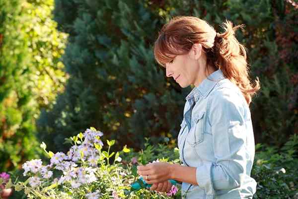 Cultiver votre propre jardin de fleurs coupées