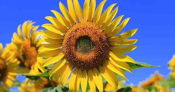 So identifizieren und kontrollieren Sie gemeinsame Sonnenblumenschädlinge