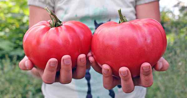 Guía de cultivo de frutas y verduras de la reliquia con 11 de nuestras variedades favoritas