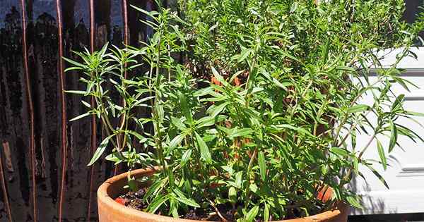 Été savoureuse l'herbe d'amour poivrée et piquante