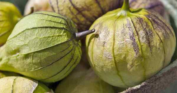 Como cultivar e colher tomatillos