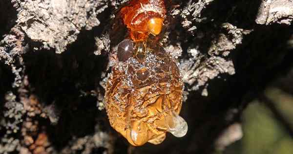 Comment identifier, prévenir et traiter la gummose sur les arbres fruitiers