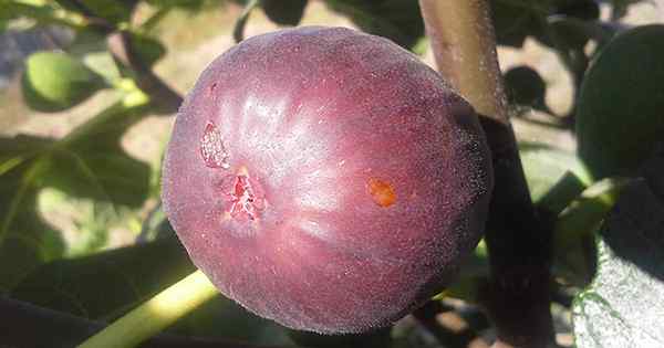 Dicas para o cultivo de árvores de figuras Hardy Chicago (Bensonhurst Purple)