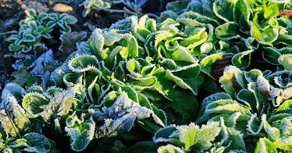 7 Verdes de ensalada resistente para jardines de invierno