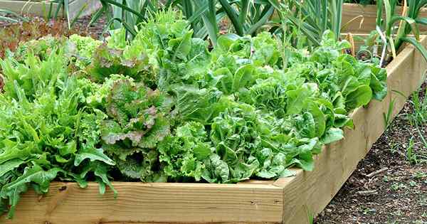 Cultiver la récolte de laitue à feuilles belles salades nutritives de votre propre arrière-cour