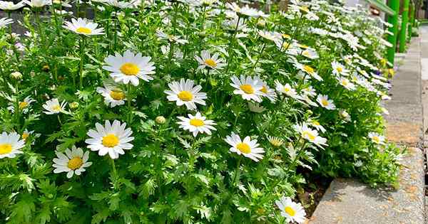 Wie man Feverfew erntet