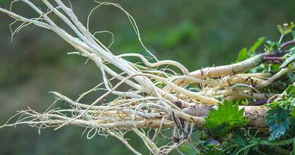 Cara Menuai dan Menggunakan Root Nettle Stinging