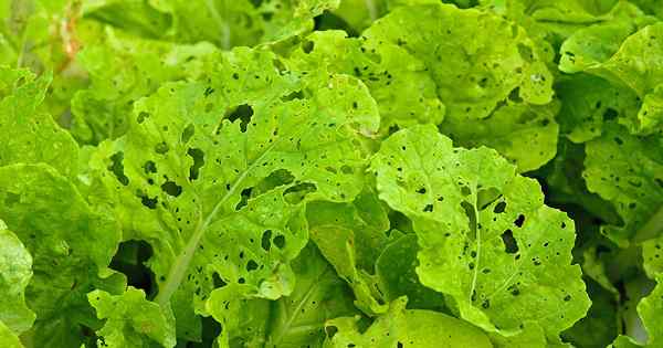 Les insectes ont mâché des trous dans mes légumes verts locaux! Peut-on les manger sans risque?