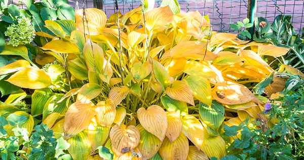 Pourquoi mes feuilles hosta deviennent-elles jaunes? 9 causes et solutions