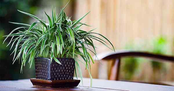 Primer planta de interior Una guía para el cuidado básico y las plantas duraderas