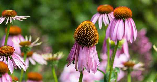 ¿Deberías que Deadhead Coneflowers?