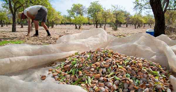 Bagaimana dan kapan harus memanen almond