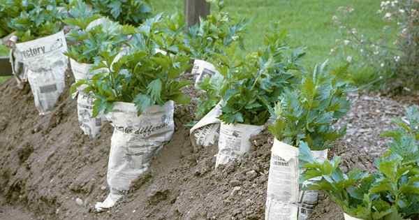 Wie man Sellerie im Garten blanchiert (und warum Sie sollten!)