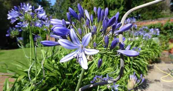 Wie man sich im Winter um Agapanthus -Pflanzen kümmert