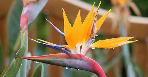 Cara menumbuhkan tumbuhan syurga burung