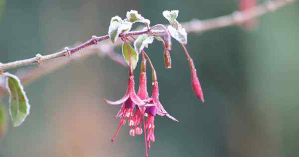 Cómo preparar sus plantas de fucsia para el invierno