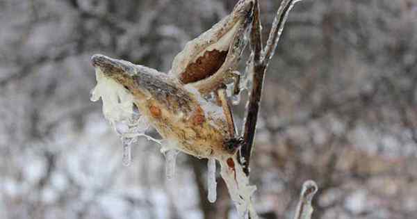 Comment prendre soin des plantes d'asclépiade en hiver