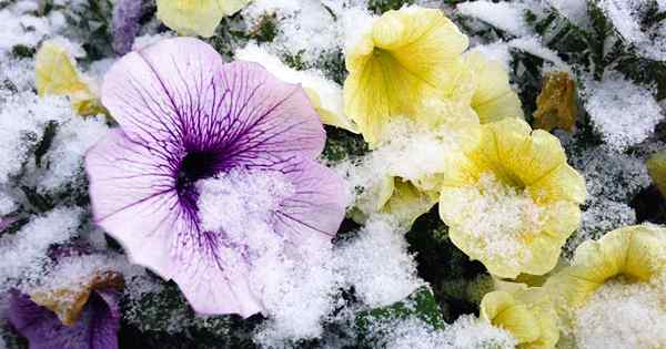 Son petunias fríos resistentes? Consejos para el cuidado de invierno al aire libre