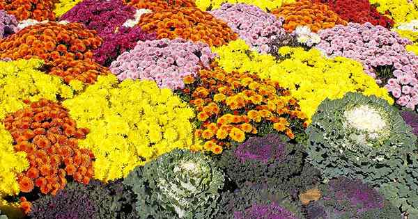 Comment choisir les annuelles à fleurs pour les climats froids