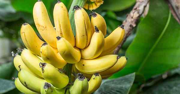 4 einfache Möglichkeiten, Bananenschalen zu kompostieren