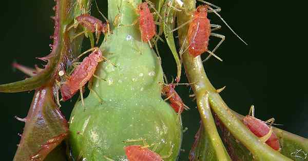 Cómo controlar los pulgones en rosas