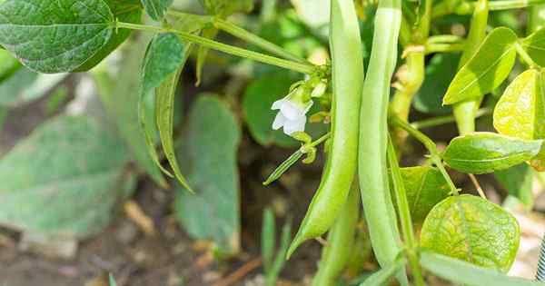 Comment contrôler les coléoptères sur les plantes de haricots verts