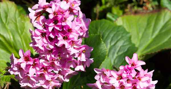 Cómo identificar y controlar las plagas comunes de bergenia