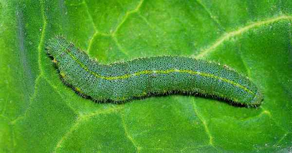 Wie man Kohlwürmer auf Cole Crops und Crucifer ausrottet