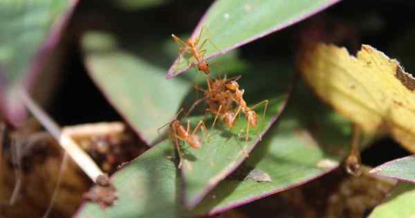 Comment contrôler les fourmis de citronnelle