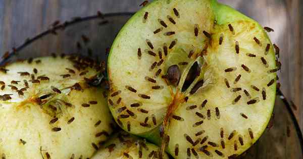 Como controlar moscas de frutas no jardim e dentro de casa