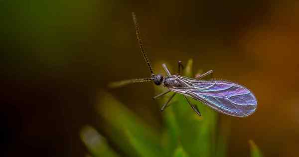 7 dicas para se livrar dos mosquitos de fungos em plantas de aranha