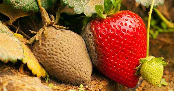 Comment contrôler la moisissure gris (rot de botrytis) sur les fraises