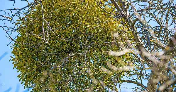 Cara mengontrol mistletoe invasif