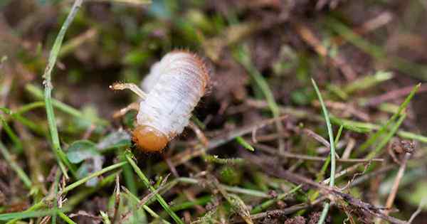 Comment identifier et contrôler les larves blanches dans votre pelouse et votre jardin