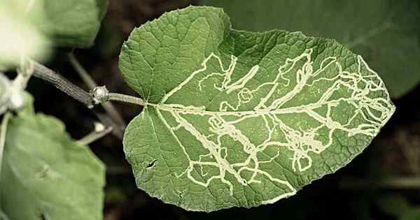 Cómo identificar y controlar a los mineros de hoja