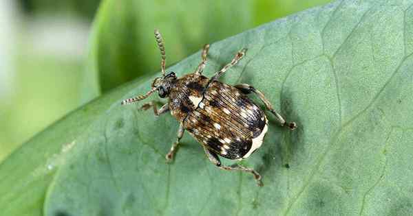 Cómo identificar y controlar los gorgojos de guisantes