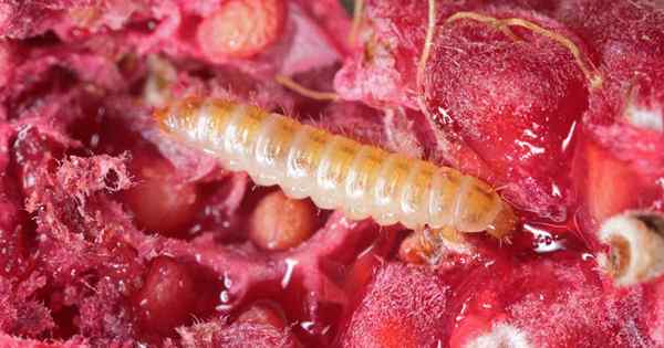 Cara mengawal cacing buah raspberry