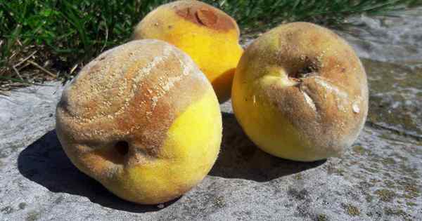 Como impedir Rhizopus Rot of Stone Fruits