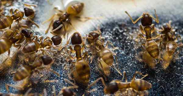 Contrôler les fourmis de voleur dans votre maison et votre cour