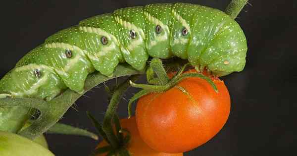 Cómo identificar y controlar las lombrices de bocina de tomate